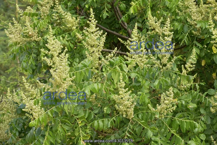  : Sumac in flower Turkey