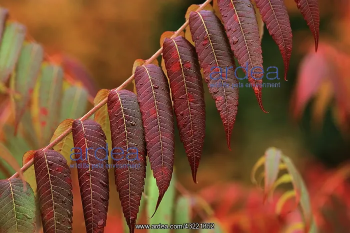 : Sumac (Rhus glabra) in autumn photographed along a road in Maine : Sumac (Rhus glabra) in autumn photographed along a road in Maine