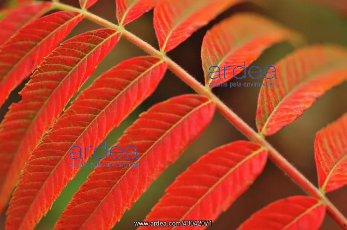 : Sumach, Rhus typhina : Sumach, Rhus typhina