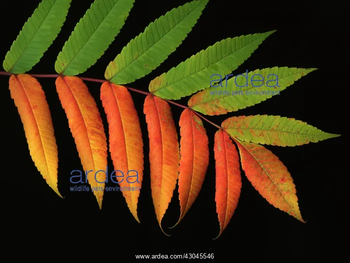 : Sumach, Rhus typhina : Sumach, Rhus typhina