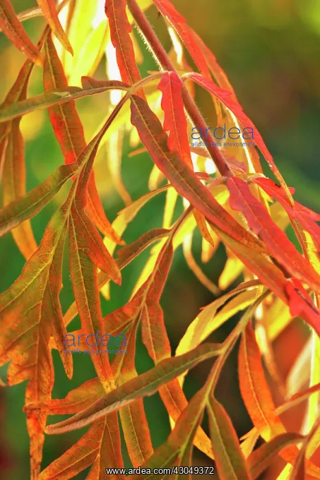 : Sumach, Rhus typhina : Sumach, Rhus typhina