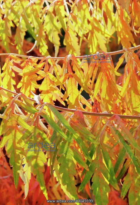 : Sumach, Rhus typhina : Sumach, Rhus typhina
