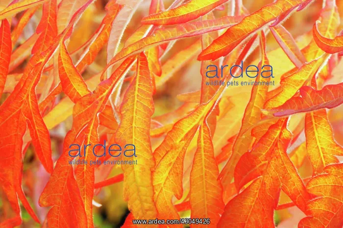  : Sumach, Rhus typhina