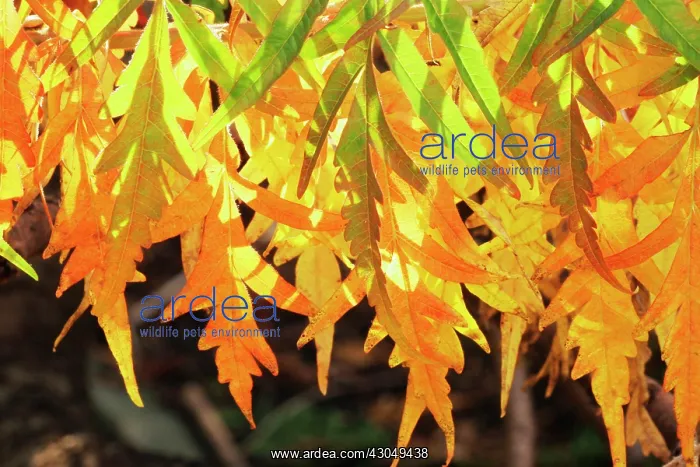 : Sumach, Rhus typhina : Sumach, Rhus typhina