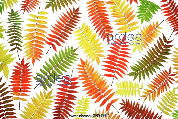 : Sumach, Rhus typhina : Sumach, Rhus typhina