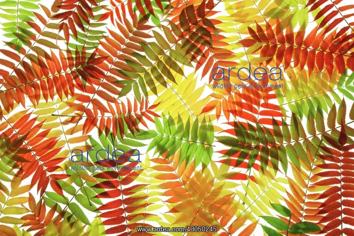 : Sumach, Rhus typhina : Sumach, Rhus typhina
