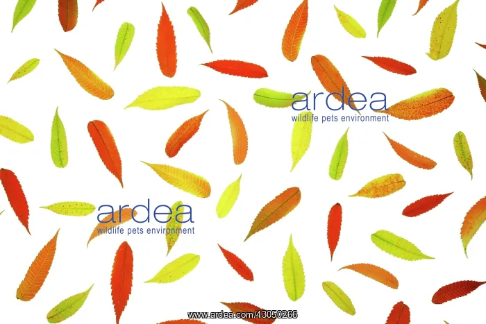 : Sumach, Rhus typhina : Sumach, Rhus typhina