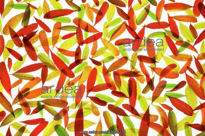 : Sumach, Rhus typhina : Sumach, Rhus typhina