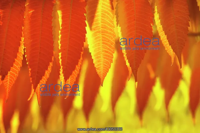 : Sumach, Rhus typhina : Sumach, Rhus typhina