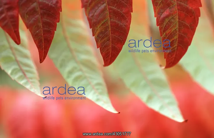 : Sumach, Rhus typhina : Sumach, Rhus typhina
