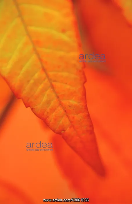 : Sumach, Rhus typhina : Sumach, Rhus typhina
