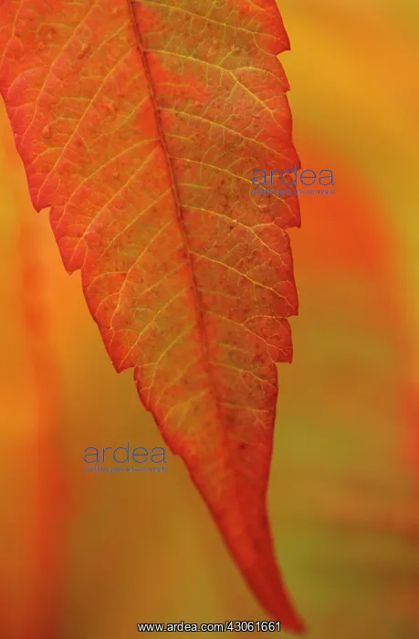 : Sumach, Rhus typhina : Sumach, Rhus typhina