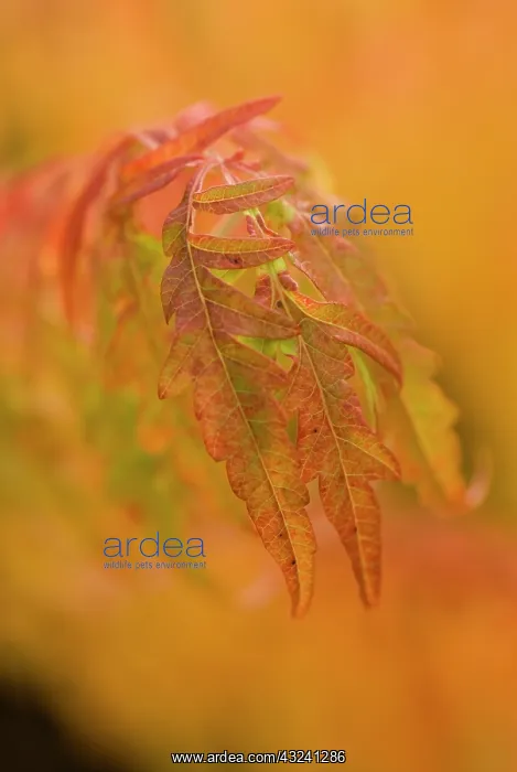 : Sumach, Rhus typhina : Sumach, Rhus typhina