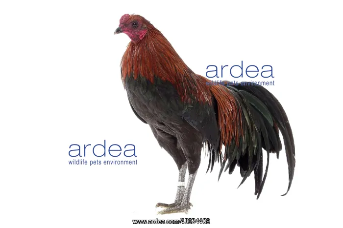 : Sumatra Chicken Golden and Black Cockerel / Rooster : Sumatra Chicken Golden and Black Cockerel / Rooster