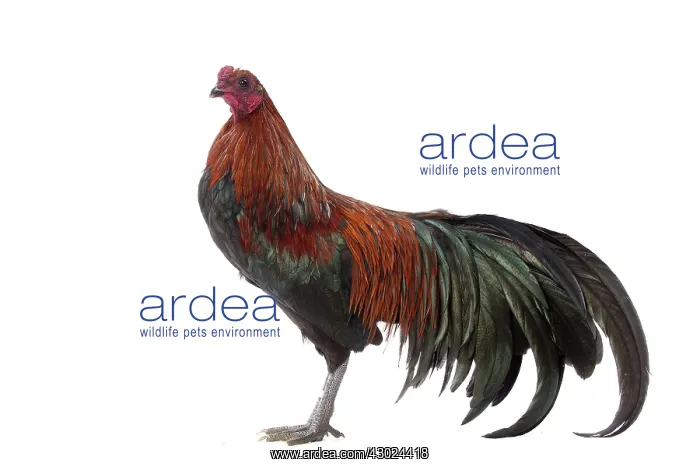 : Sumatra Chicken Golden and Black Cockerel / Rooster : Sumatra Chicken Golden and Black Cockerel / Rooster