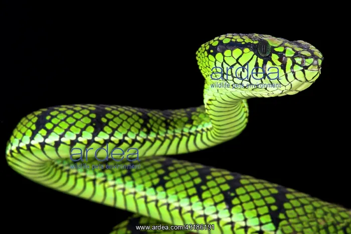  : Sumatra pit viper (Parias sumatranus)