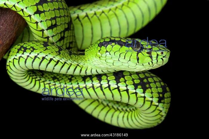 : Sumatra pit viper (Parias sumatranus), Indonesia : Sumatra pit viper (Parias sumatranus), Indonesia