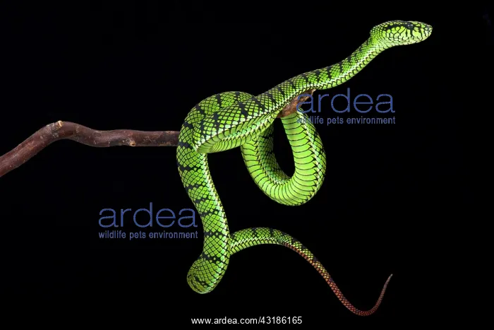 : Sumatra pit viper (Parias sumatranus), Indonesia : Sumatra pit viper (Parias sumatranus), Indonesia
