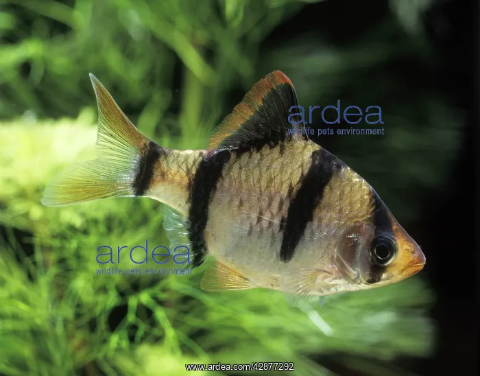 : Sumatra / Tiger BARB Fish : Sumatra / Tiger BARB Fish