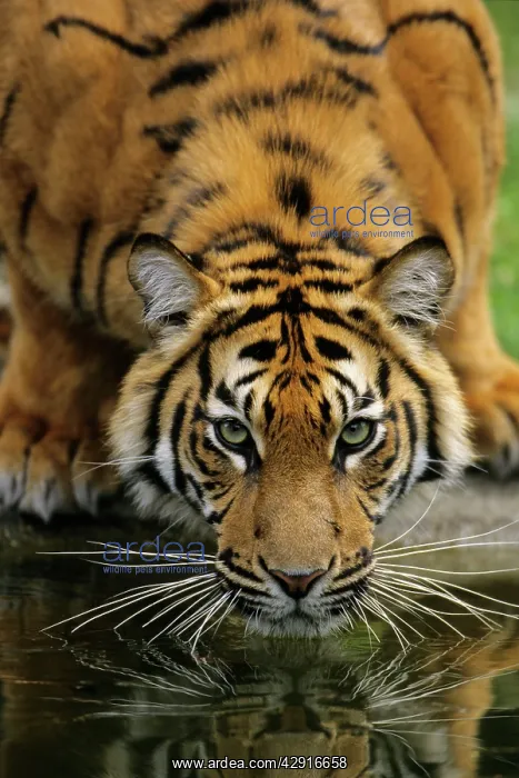  : Sumatra Tiger - drinking, portrait