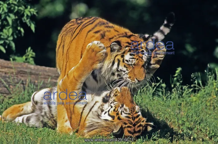 : Sumatra Tiger - male and female playing : Sumatra Tiger - male and female playing