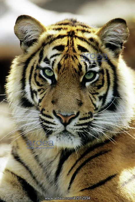 : Sumatra Tiger - portrait : Sumatra Tiger - portrait