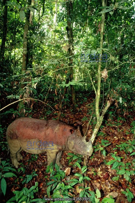  : Sumatran  /  Asian two-horned Rhinoceros