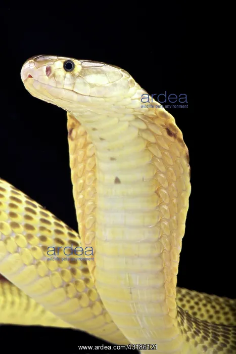 : Sumatran cobra (Naja sumatrana), Sumatra, Indonesia : Sumatran cobra (Naja sumatrana), Sumatra, Indonesia