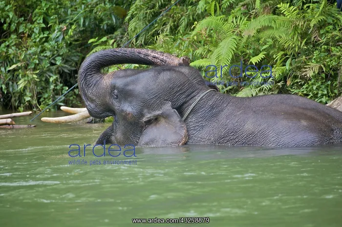 : Sumatran Elephant in the river (Elephas : Sumatran Elephant in the river (Elephas