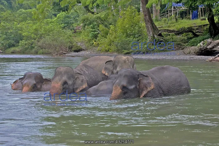 : Sumatran Elephants (Elephas maximus sumatranus) : Sumatran Elephants (Elephas maximus sumatranus)