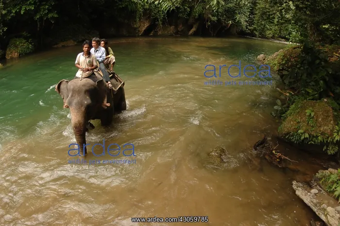: Sumatran elephants with tourists in Gunung Leuser NP Sumatra : Sumatran elephants with tourists in Gunung Leuser NP Sumatra