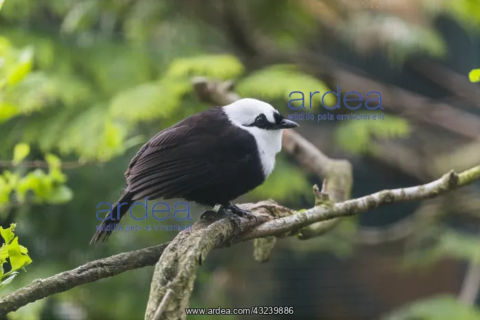 : Sumatran Laughingthrush - perched on branch, native : Sumatran Laughingthrush - perched on branch, native