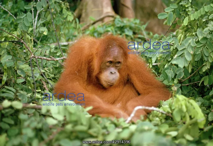 : Sumatran Orang-utan : Sumatran Orang-utan