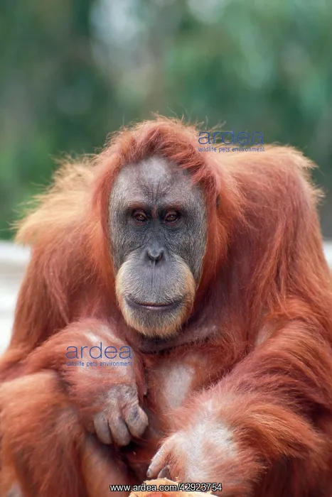 : Sumatran Orang-utan - female : Sumatran Orang-utan - female