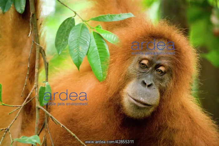 : Sumatran Orangutan : Sumatran Orangutan