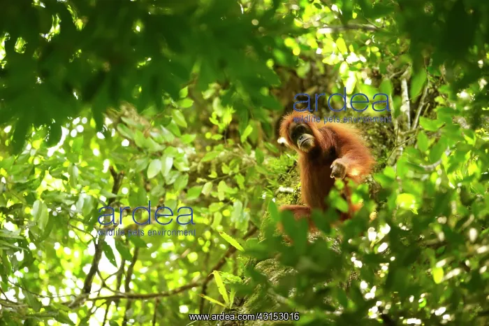 : Sumatran Orangutan : Sumatran Orangutan