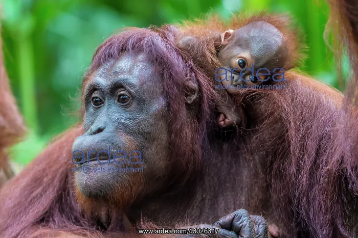 : Sumatran Orangutan adult with baby : Sumatran Orangutan adult with baby