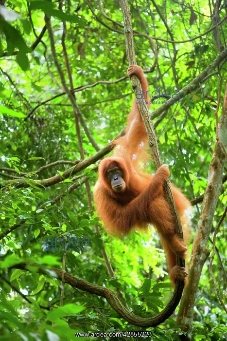 : Sumatran Orangutan - adult hanging in the trees : Sumatran Orangutan - adult hanging in the trees