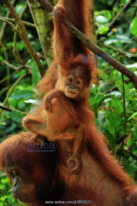 : Sumatran Orangutan - baby : Sumatran Orangutan - baby