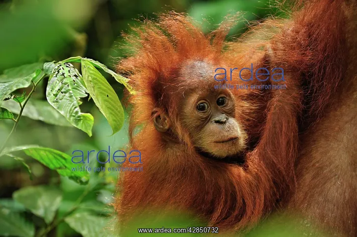 : Sumatran Orangutan - baby : Sumatran Orangutan - baby