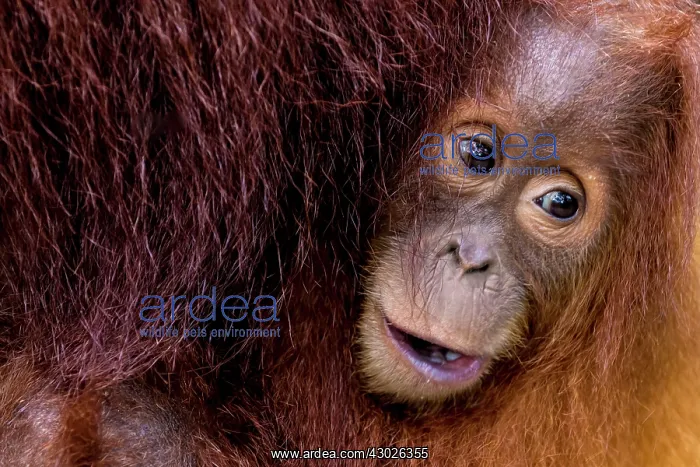  : Sumatran Orangutan baby