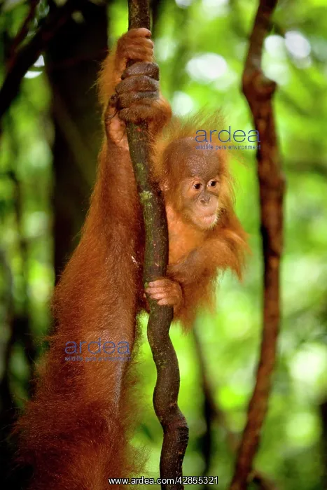 : Sumatran Orangutan - baby clings to a root : Sumatran Orangutan - baby clings to a root