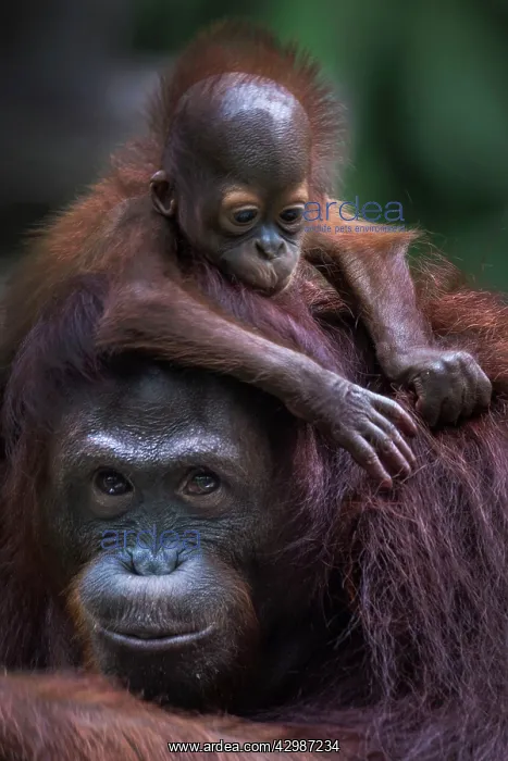 : Sumatran Orangutan. baby on mother's head grooming : Sumatran Orangutan. baby on mother's head grooming