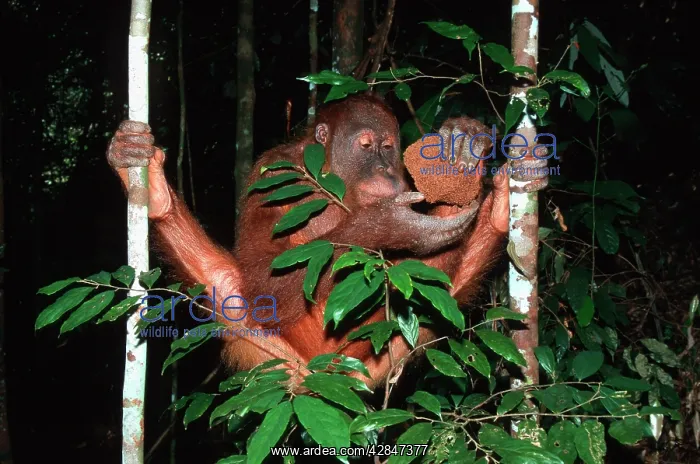 : Sumatran Orangutan - eating termites : Sumatran Orangutan - eating termites