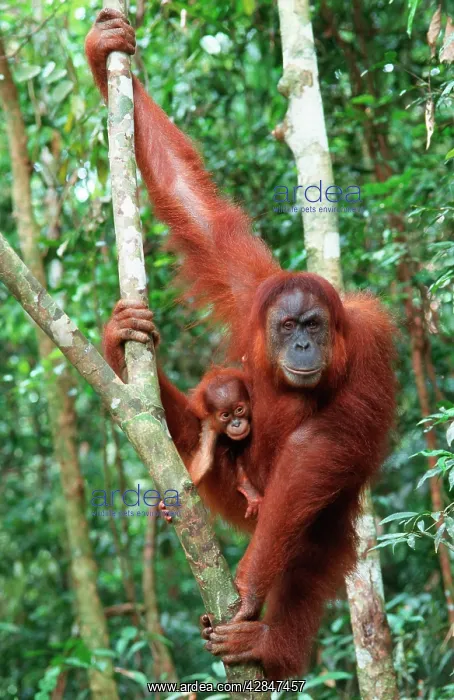 : Sumatran Orangutan - female with baby : Sumatran Orangutan - female with baby