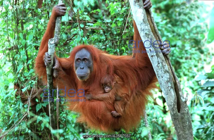 : Sumatran Orangutan - female with baby : Sumatran Orangutan - female with baby