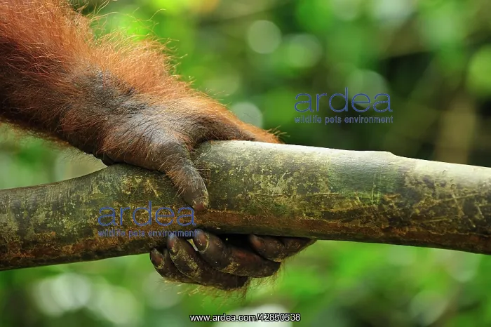 : Sumatran Orangutan - hand : Sumatran Orangutan - hand