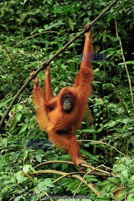 : Sumatran Orangutan - hanging from tree : Sumatran Orangutan - hanging from tree