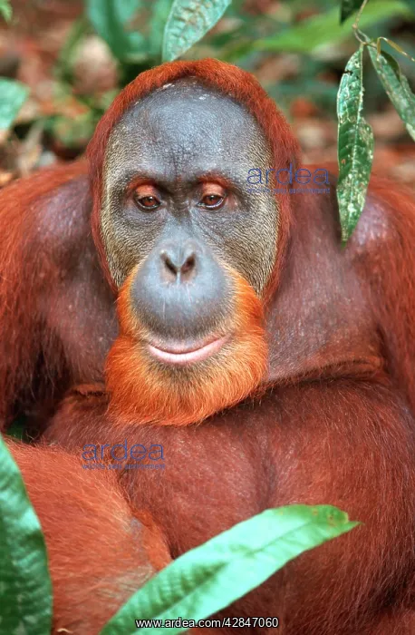 : Sumatran Orangutan - male : Sumatran Orangutan - male