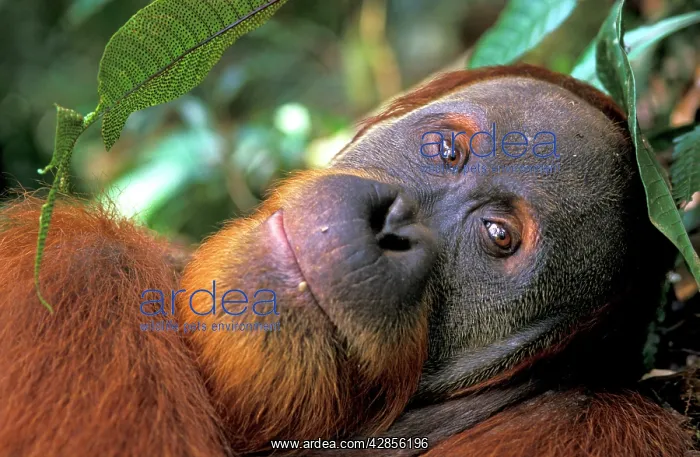 : Sumatran Orangutan - male : Sumatran Orangutan - male